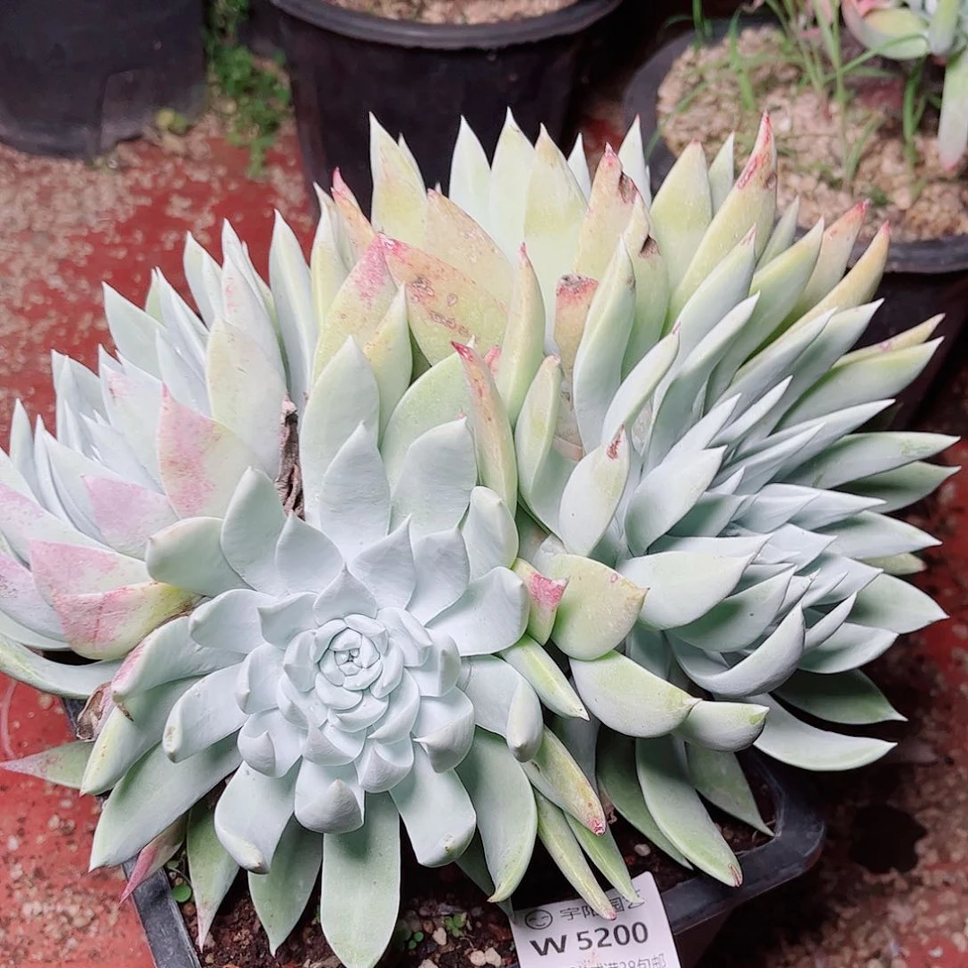 5200赛李娜仙女杯多肉