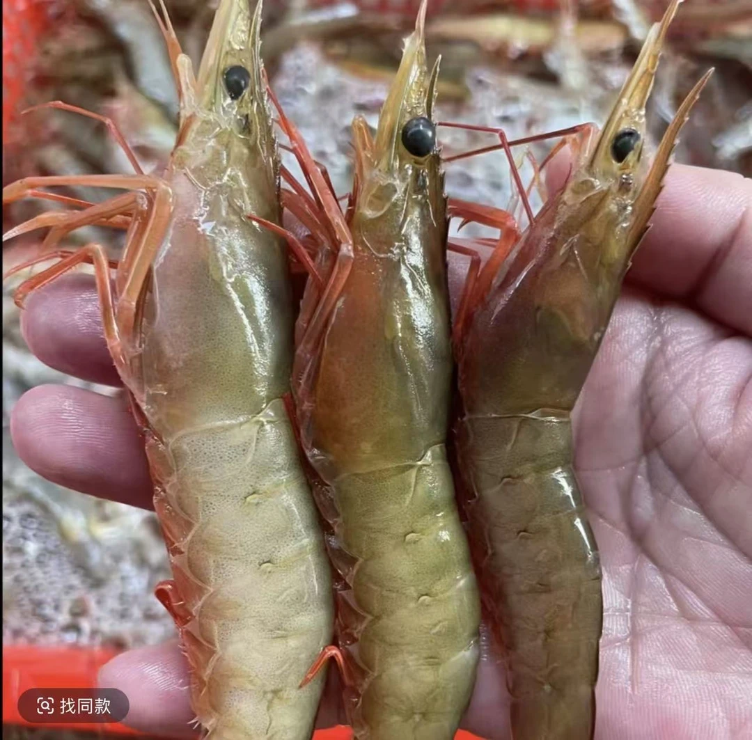 台山  红须虾  新鲜美味1000g顺丰包邮