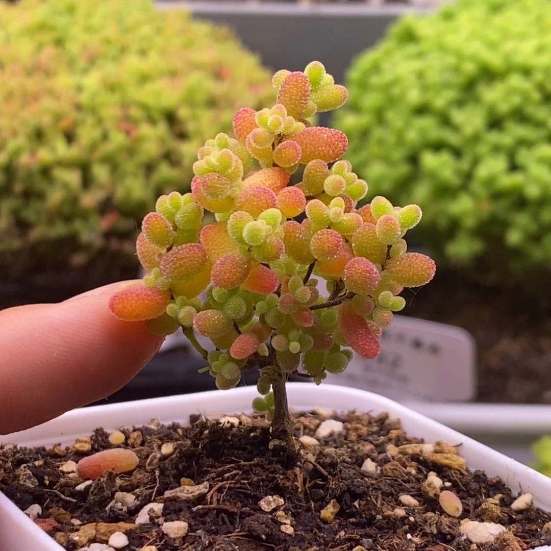 820蜜桔糖球。