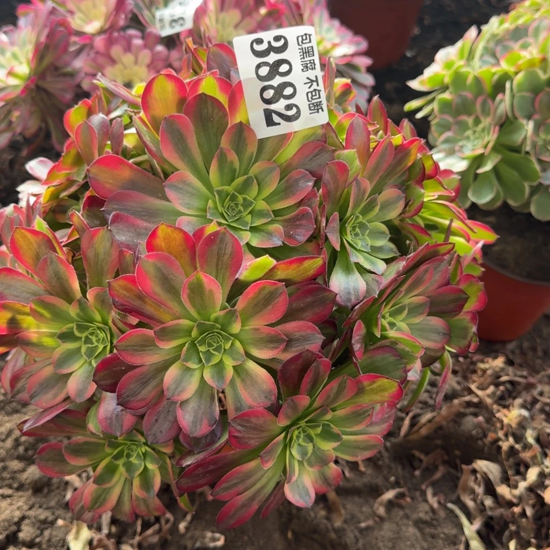 法师安娜玫瑰3882 19-13