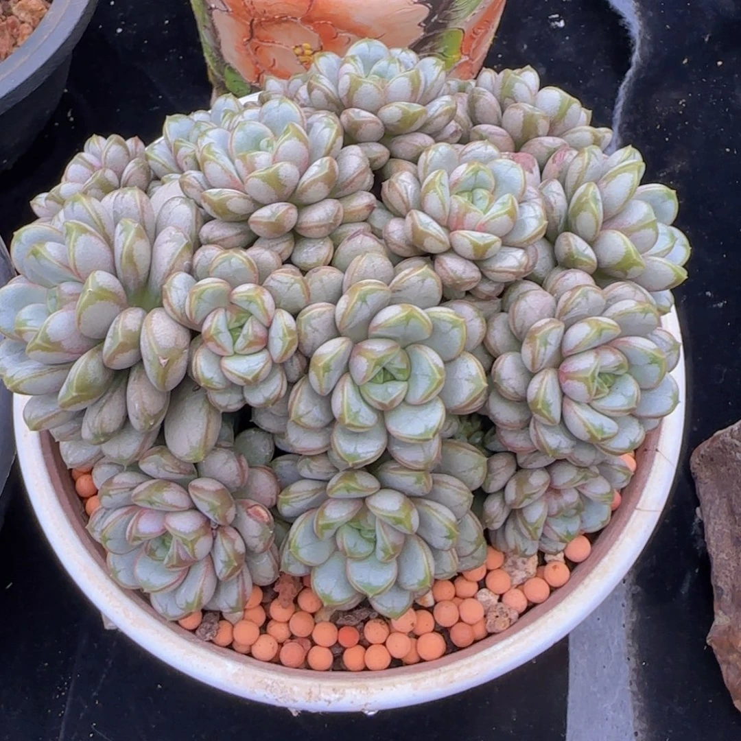 韩版葡萄一颗一颗