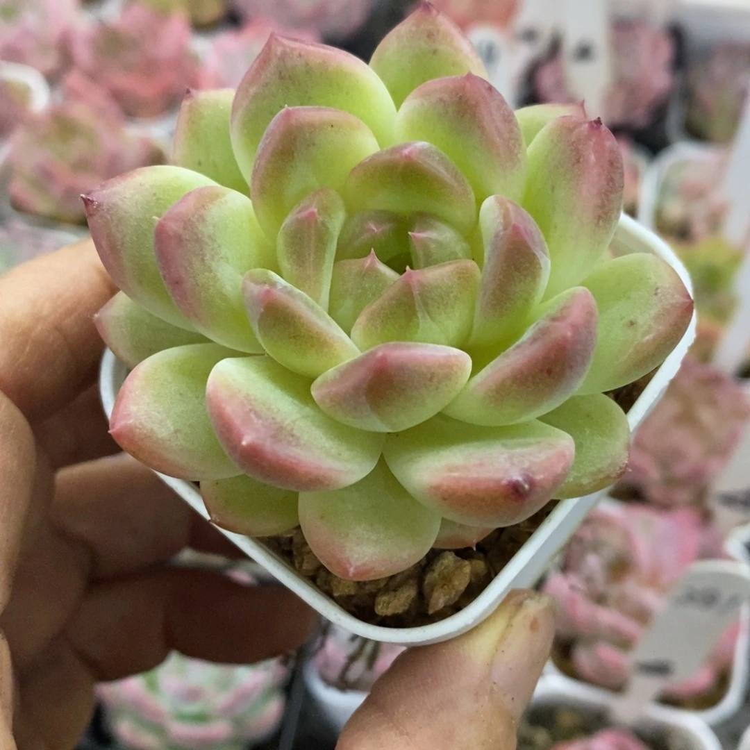 精品多肉一物一拍不包整227