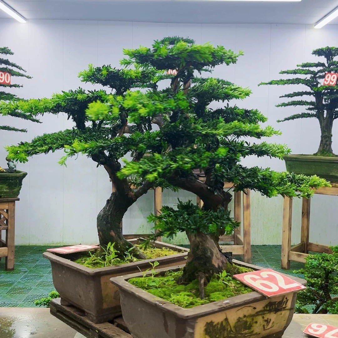 【闪购商品】无花朵罗汉松盆景作品欣赏展