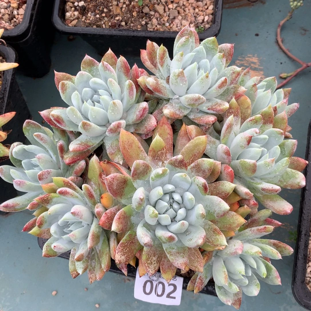 阿金尼002多肉植物