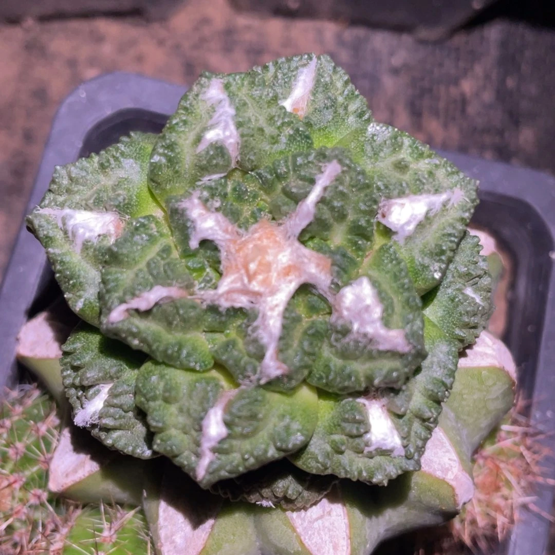 中筋龟甲牡丹 仙人球开花