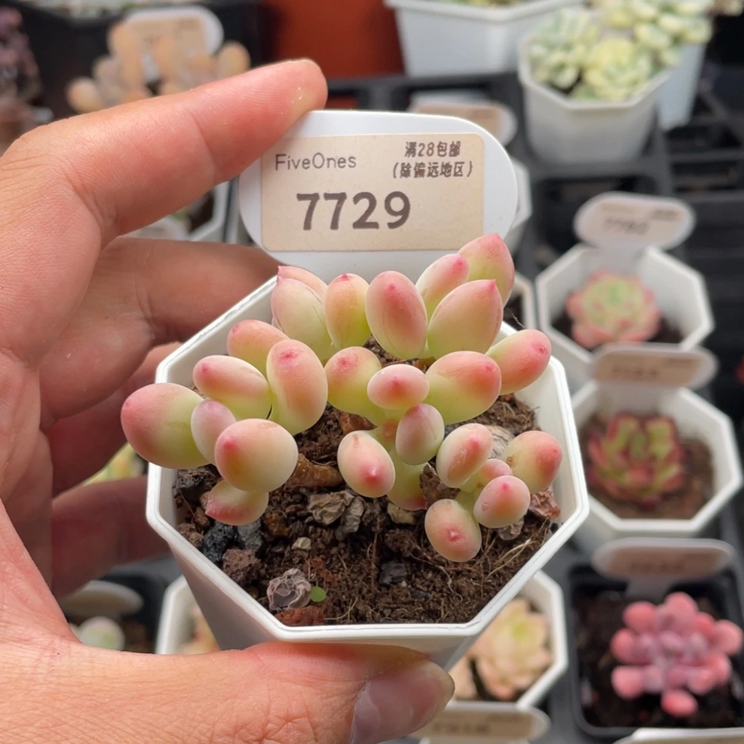 F***ㅤ苹果奶7729-6厘米