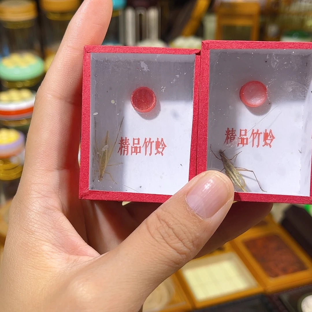 蟋蟀一只红竹蛉哈哈