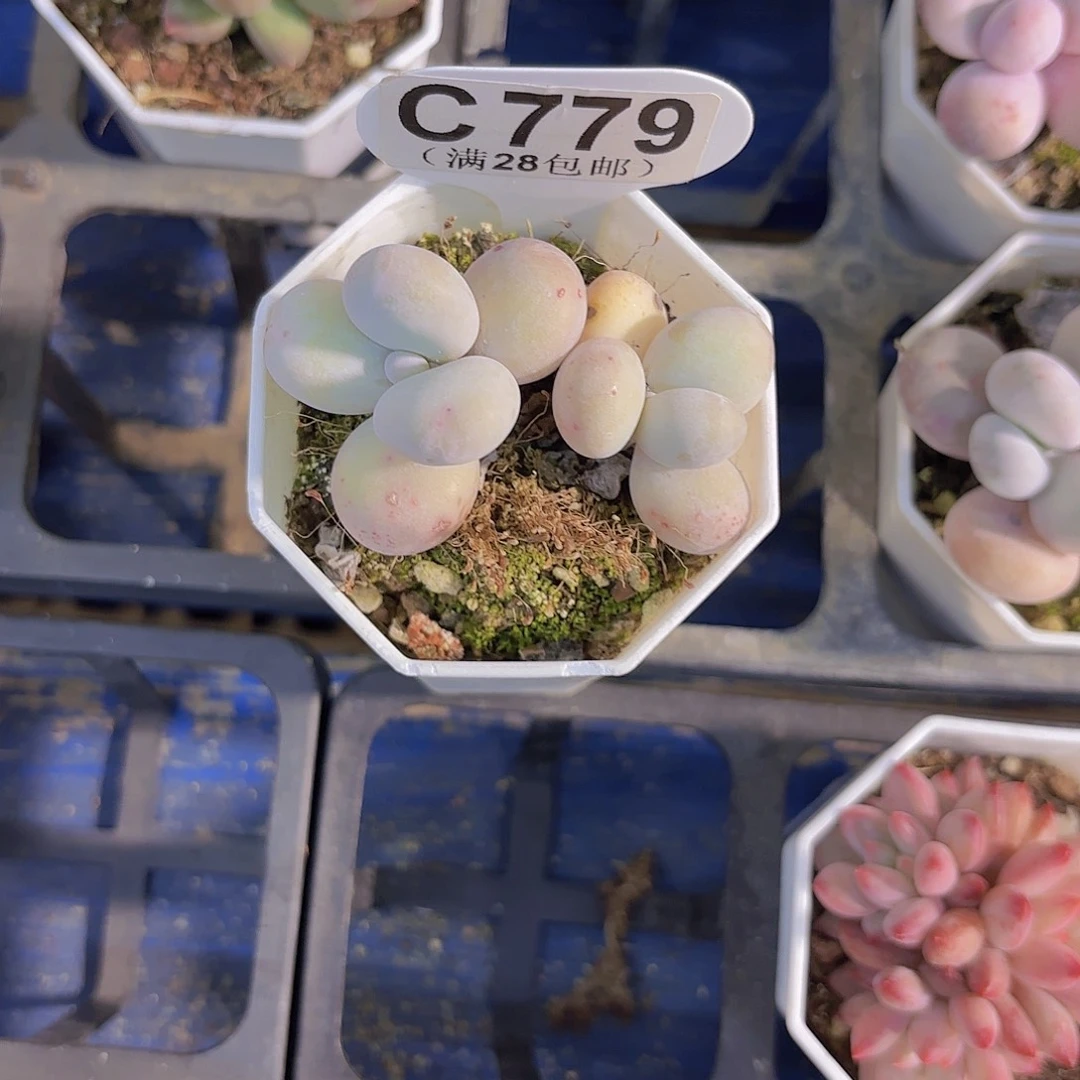 C779奶酪一物一拍