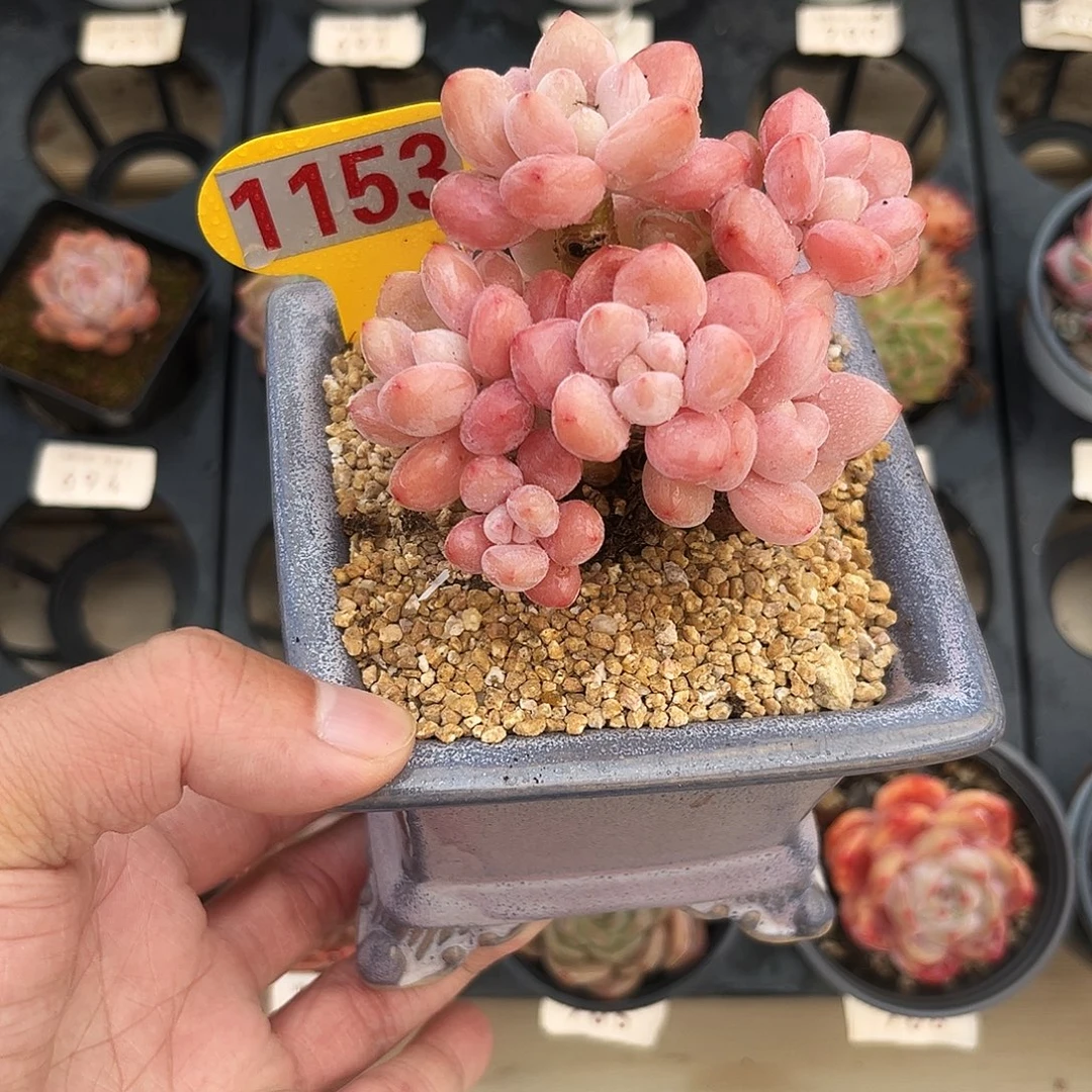 1153神仙香水多肉植物