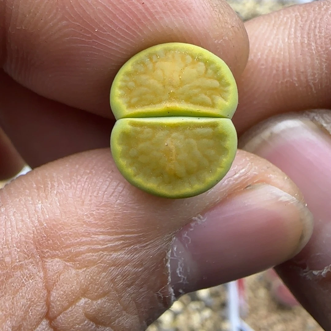 171 生石花大棚直播