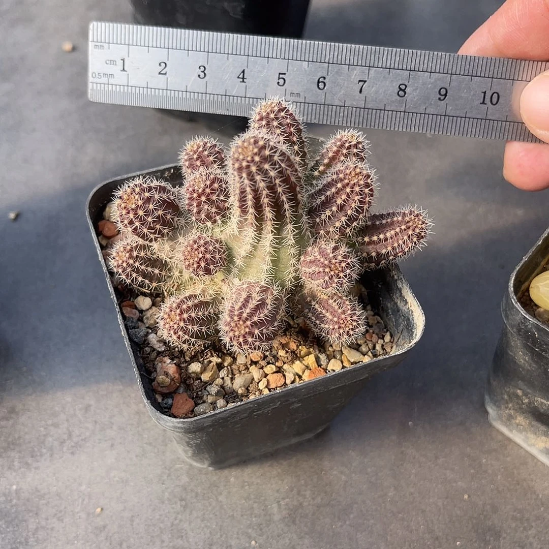 一物一拍下单包邮