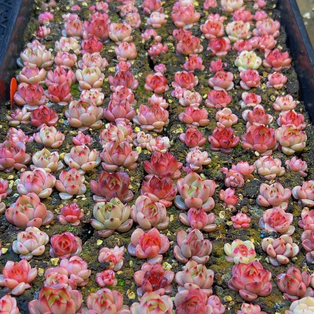 945多肉葡萄领导人物库资料