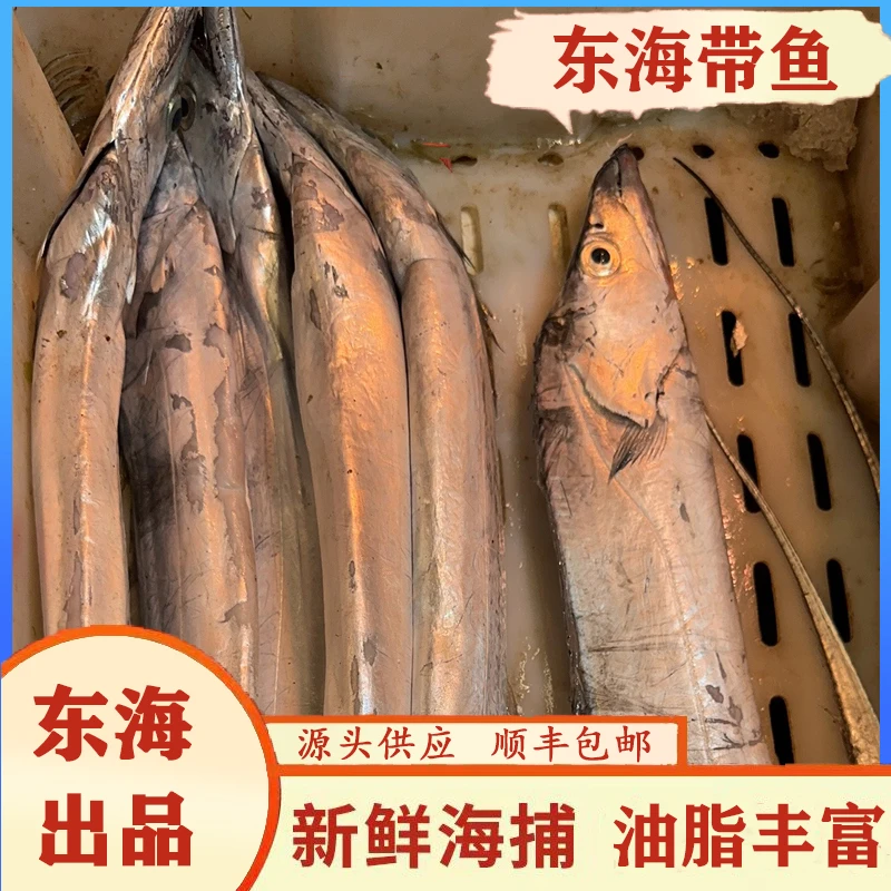 东海油带鱼8-1斤/条*3条装宁波特产小眼睛带鱼