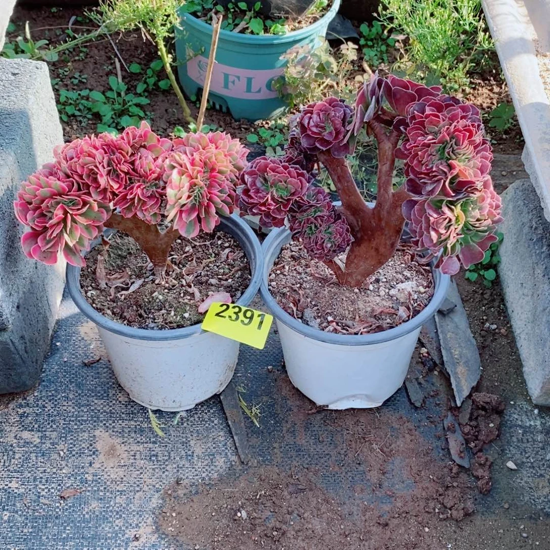 张***杨噢紫缀多肉法师粉女巫缀2391