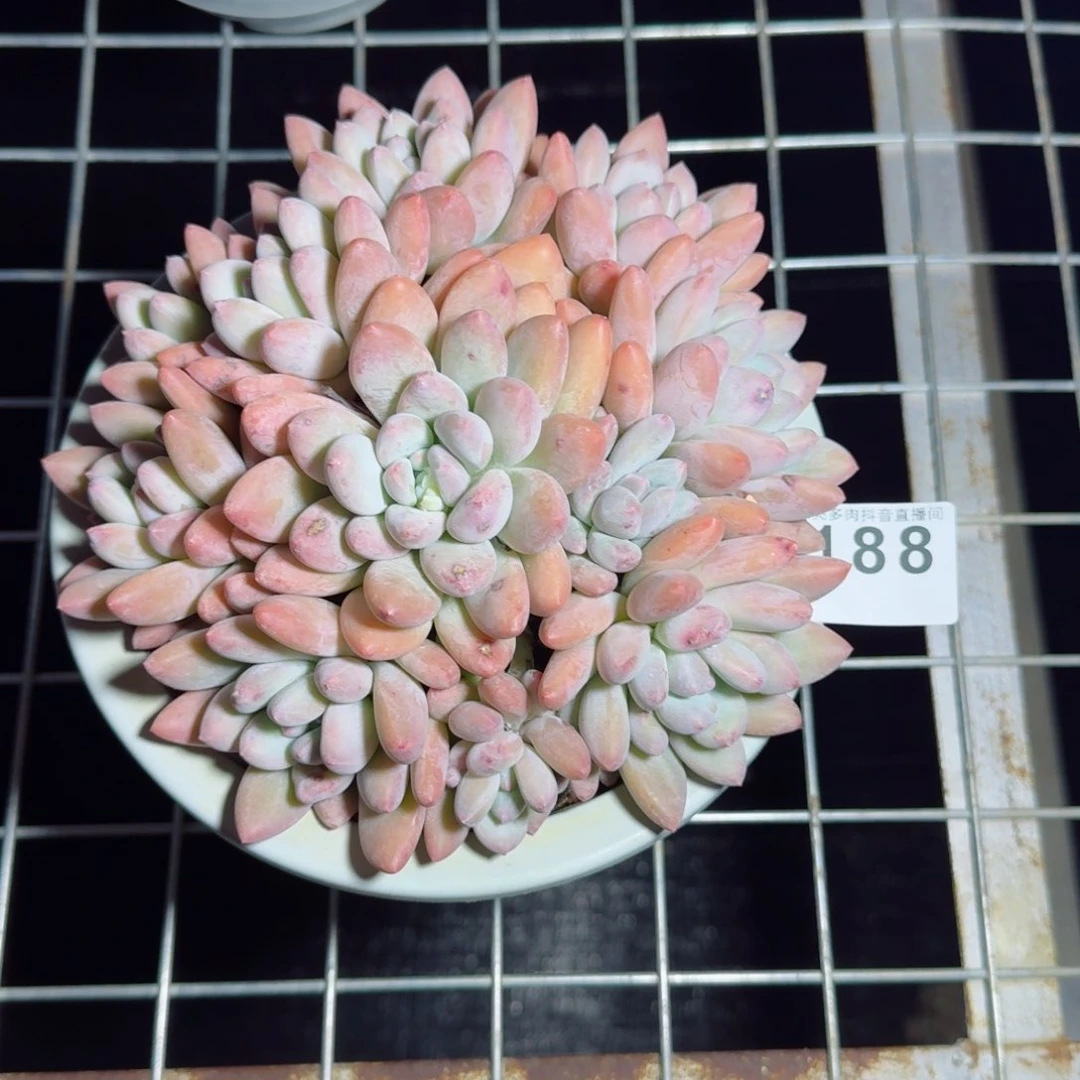 香水手捧群生整装无砍