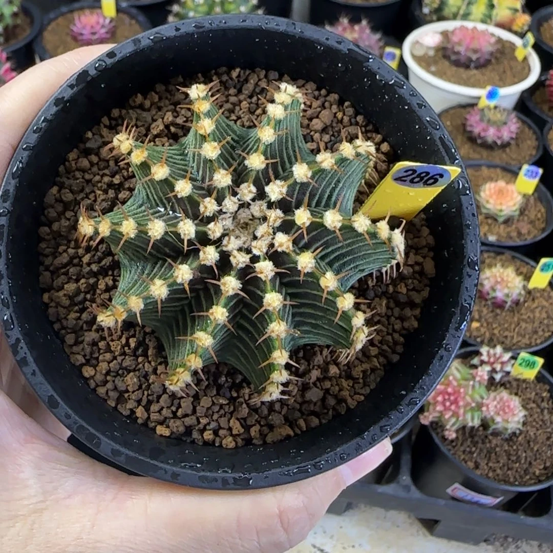 莎***蕾286号肋骨福利价哦