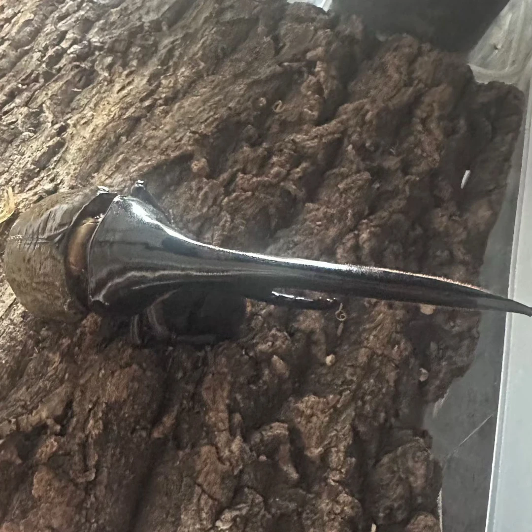 KBD海格力斯大兜幼虫