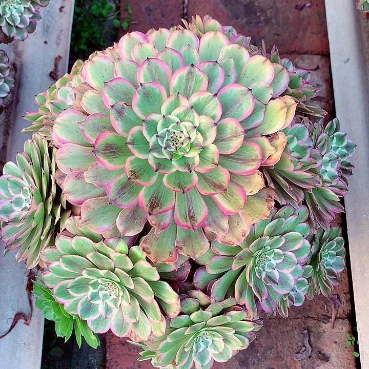 粉黛老桩，多肉植物