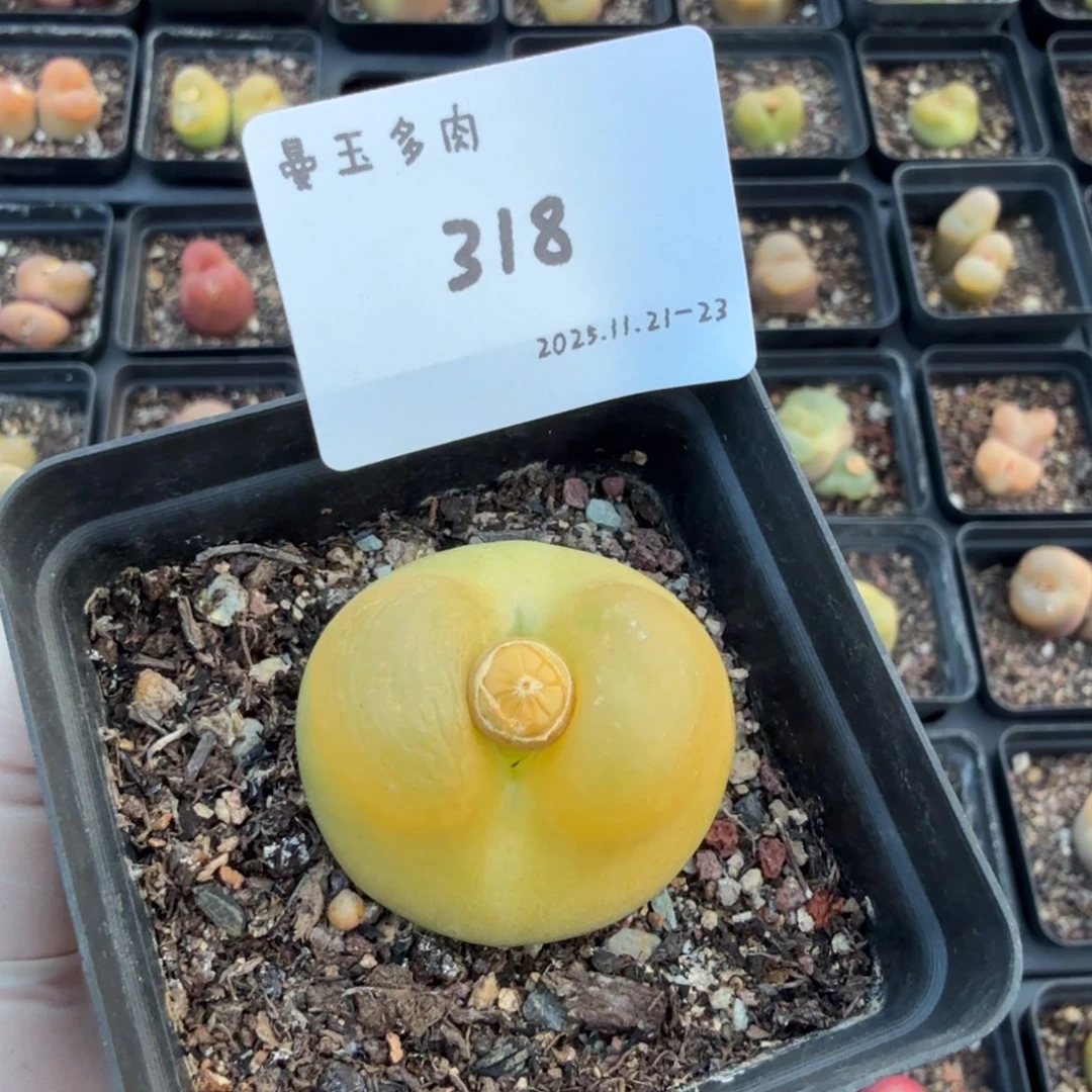 多肉多肉多肉11-318