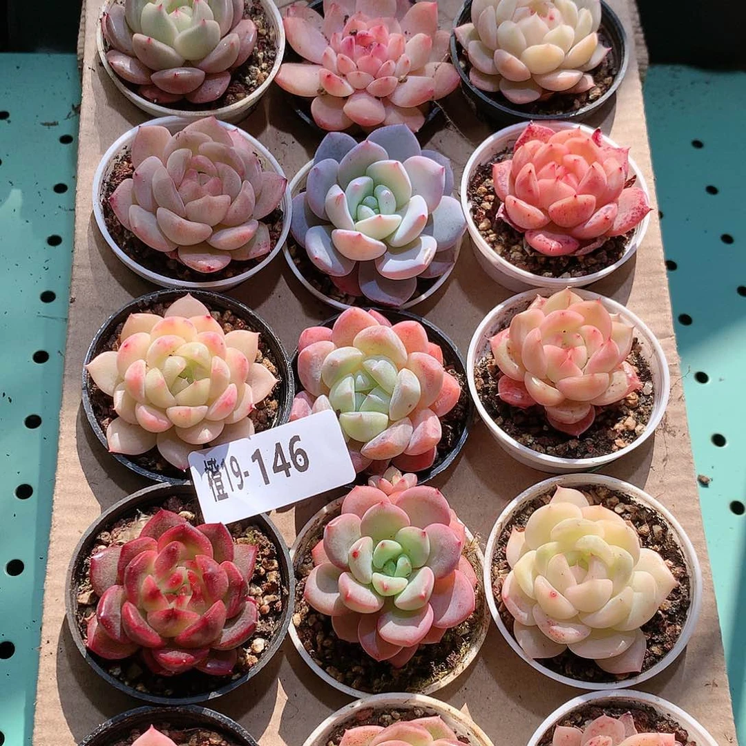 19-146一物一拍带盆18颗。