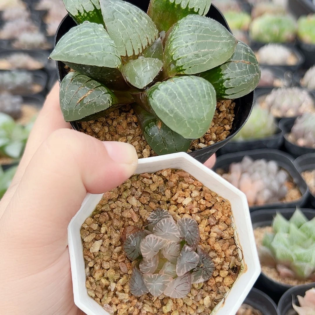 花*间十二卷多肉实生克