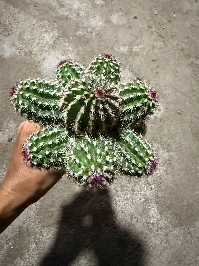 满18包邮（青花虾）嫁接