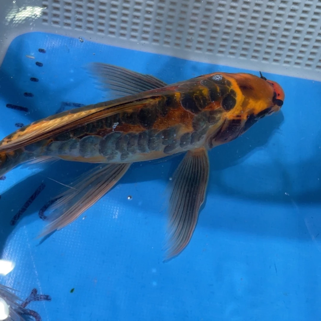 锦鲤蝴蝶锦鲤包邮包邮