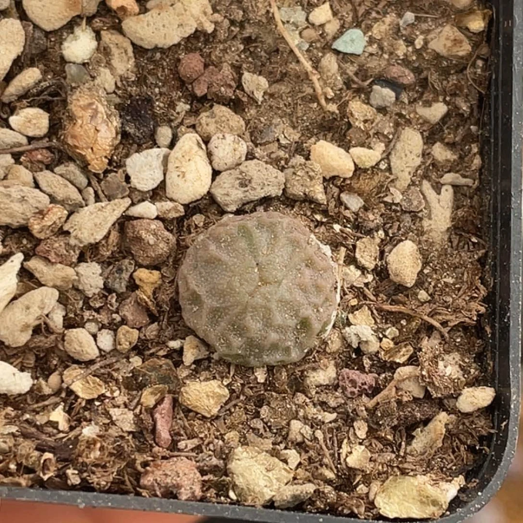 11-25超烧奔多肉植物