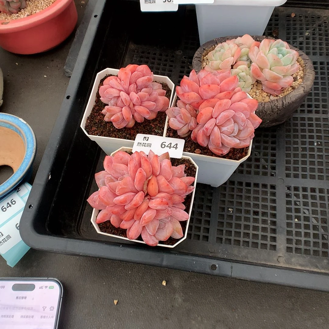 644红石星影多肉植物6666