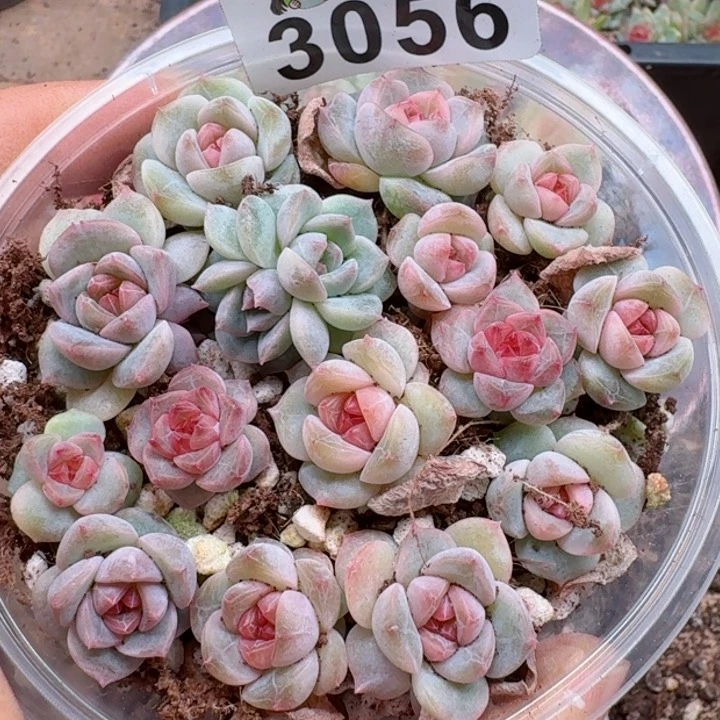 多肉植物多肉植物