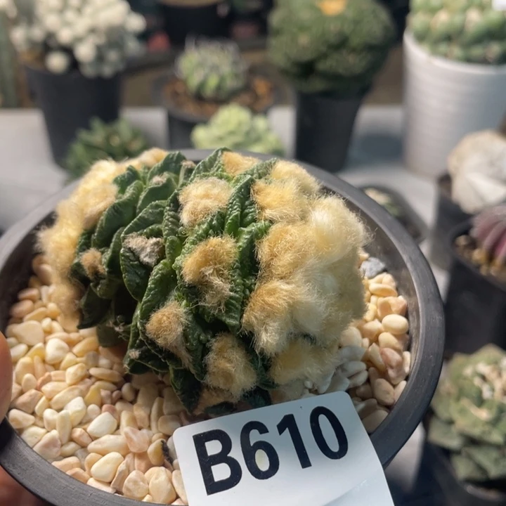 610辛顿菜花一个仙人球