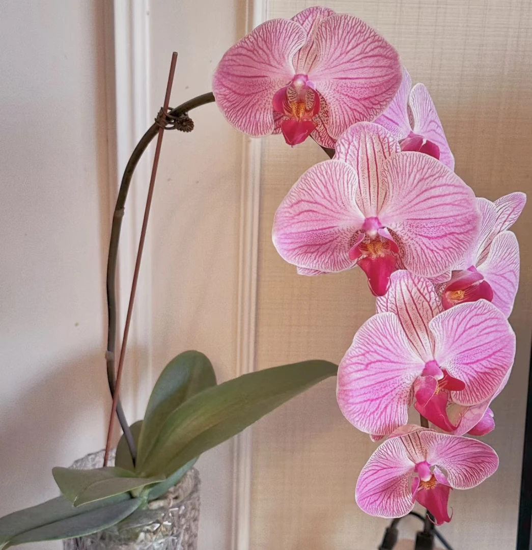 蝴蝶兰 旋律 无梗无箭苗 3.0寸杯