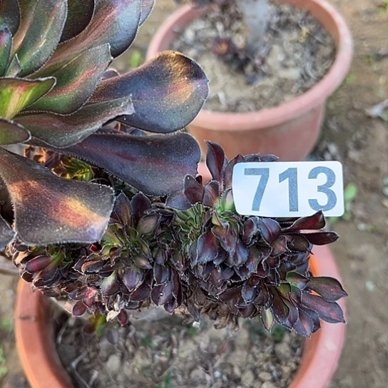 萍***逢多肉植物一个微瑕713