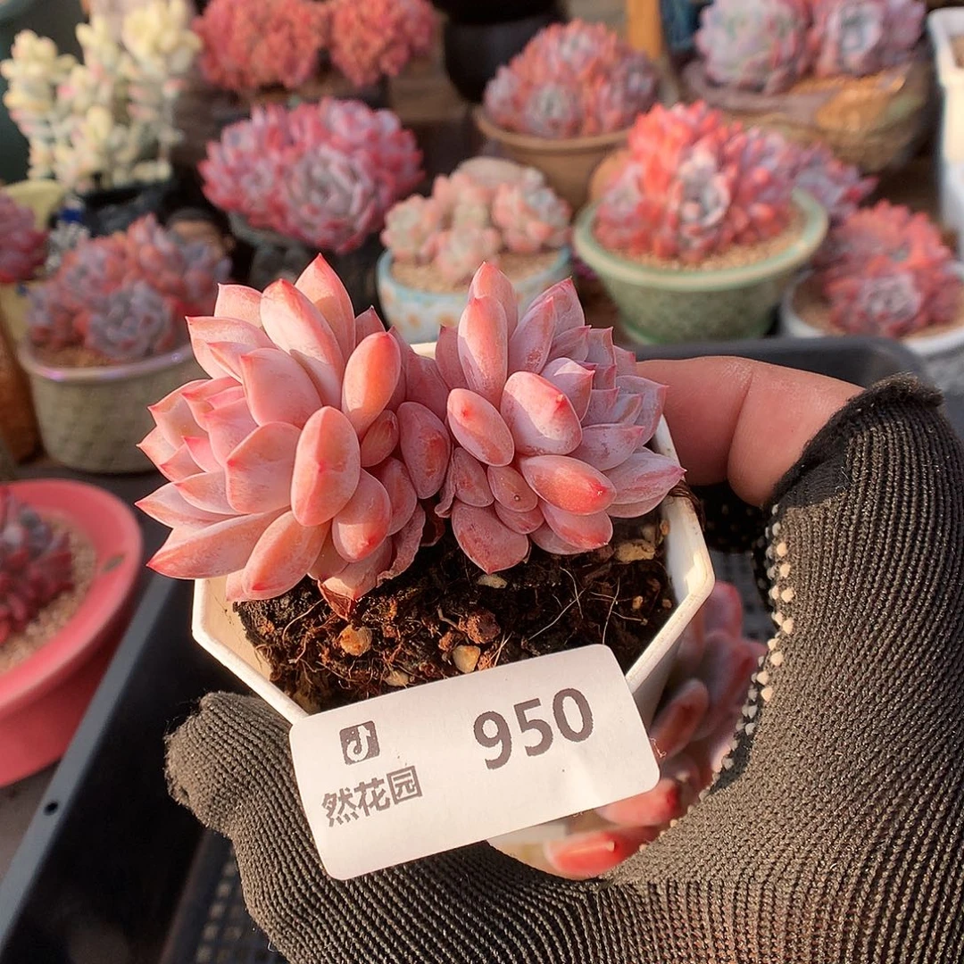 950星星橙多肉植物6666