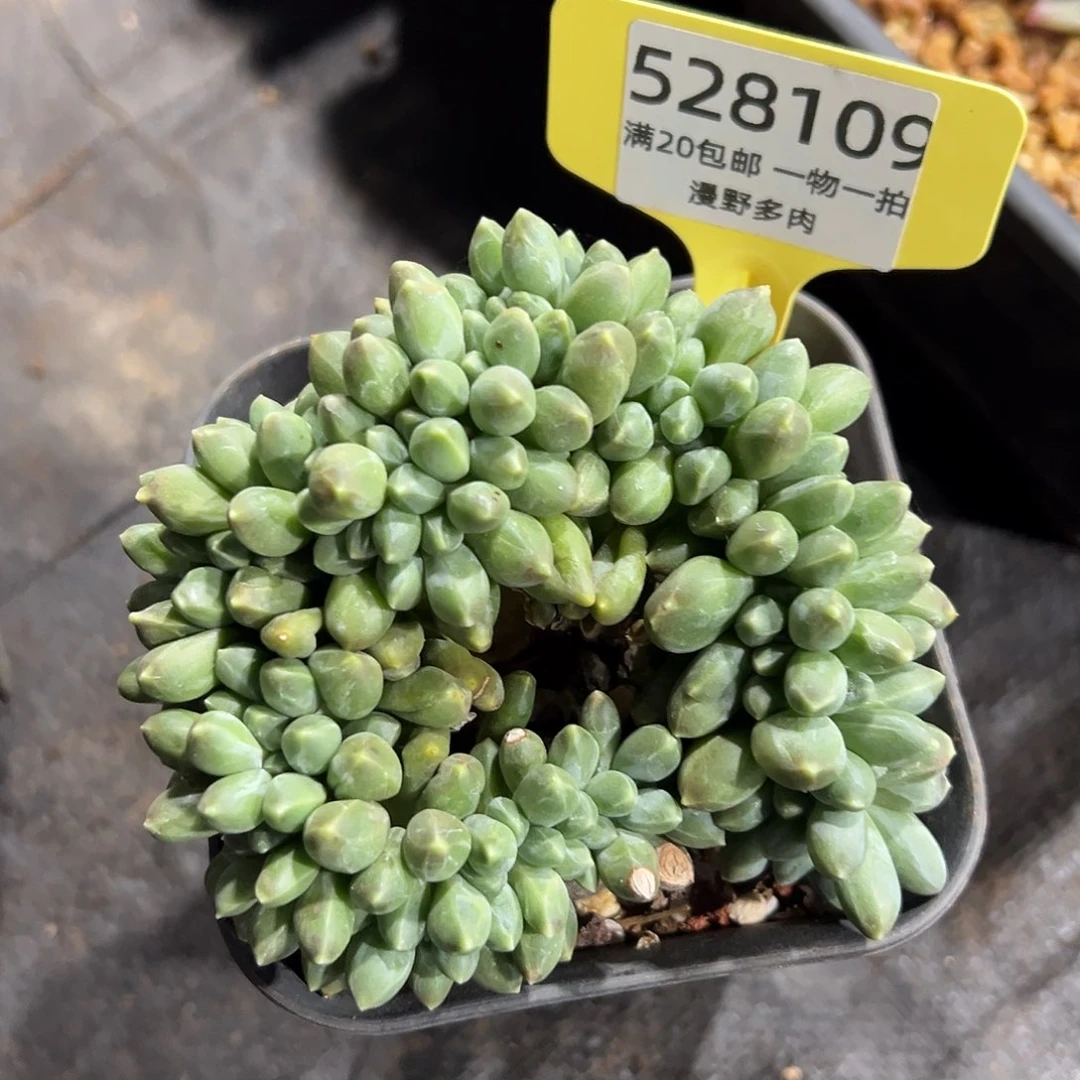 528109 千代田板子朵朵缀