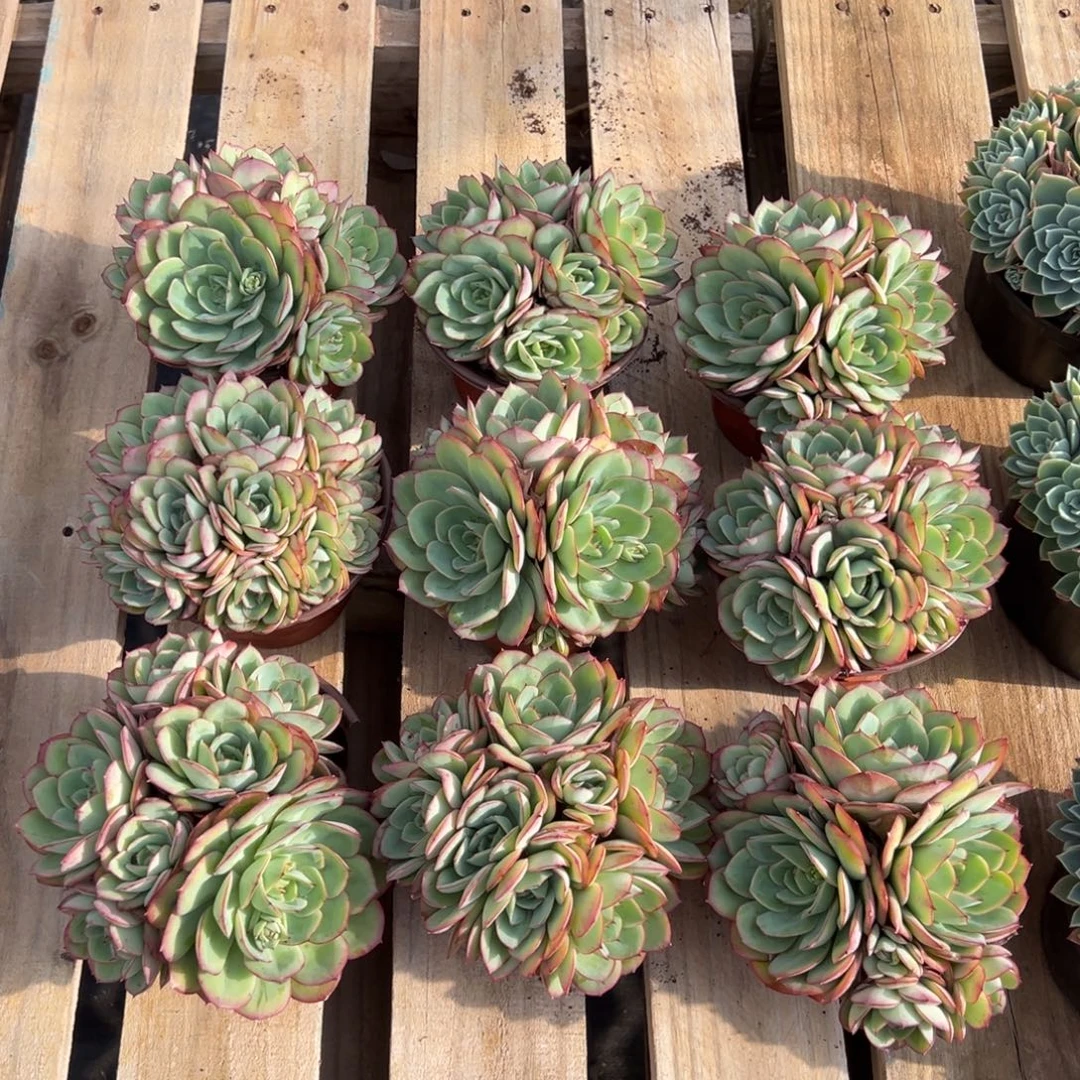 牡丹亭多头有砍，图中任意一颗，尺寸15+