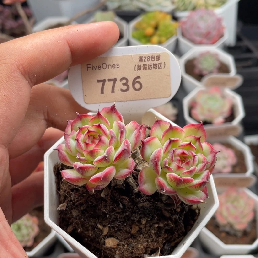 马赛尔7736-6厘米