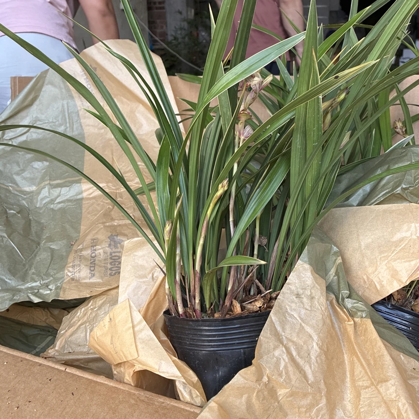 金边仁化素心兰/仁化素心兰/特大白玉兰/带花苞发货/香/沁人心脾