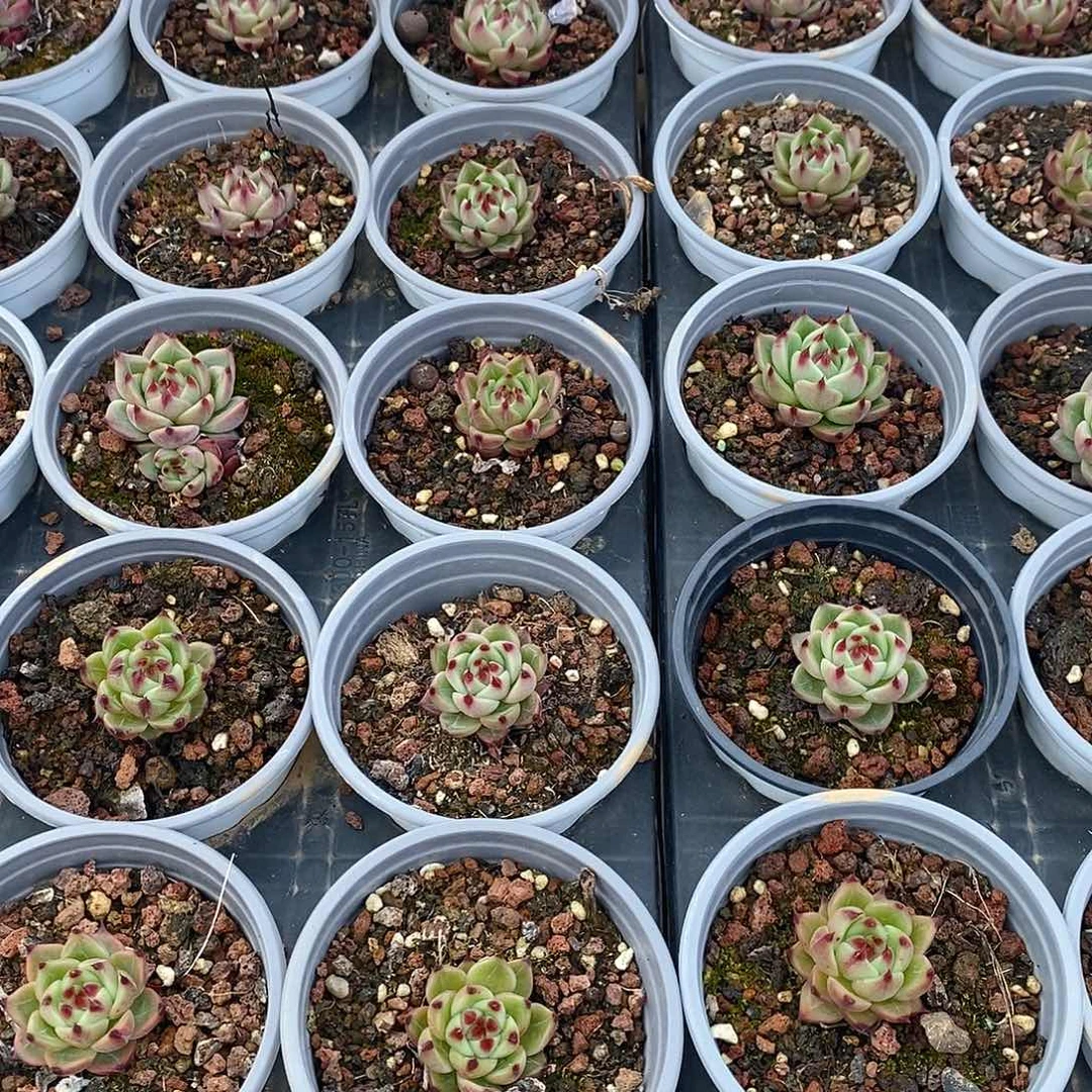 团蓝龙，福利多多