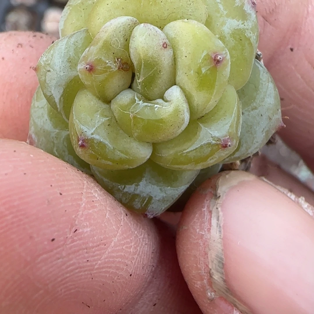 多肉小卡拉米糖心一物一拍