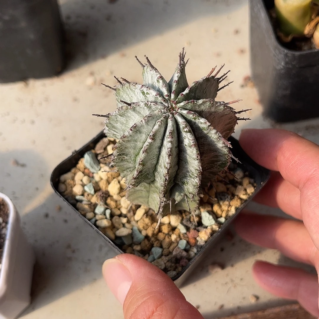 白衣魁伟玉仙人球