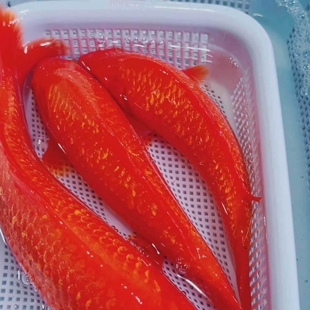 锦鲤锦鲤冷水鱼观赏