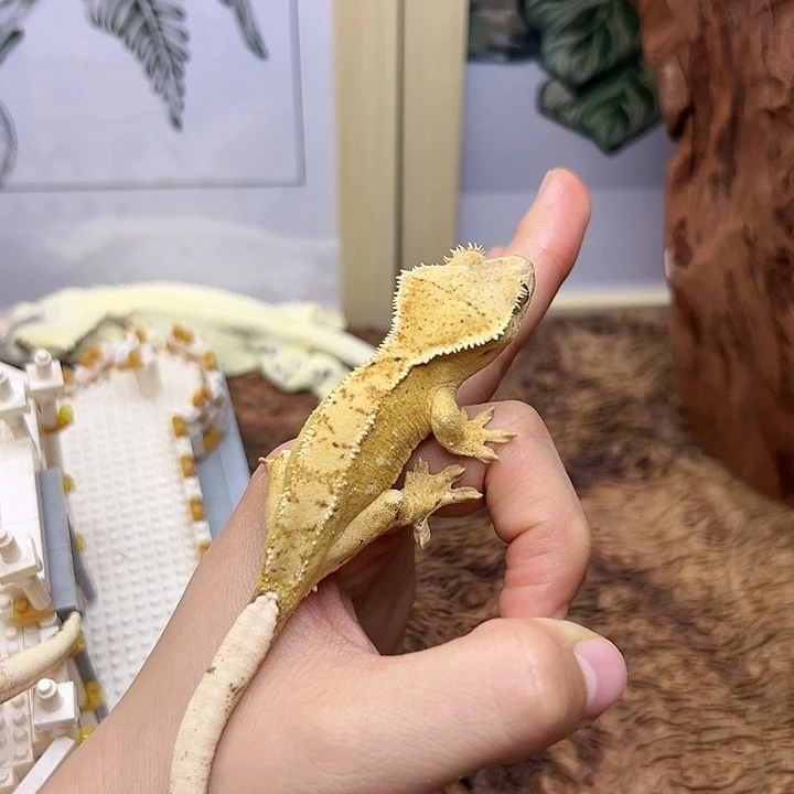 睫角守宫满纹黄底妹妹12g