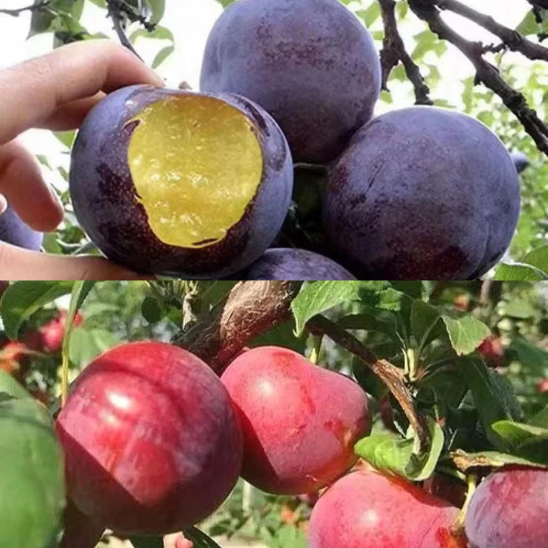 双拼辽宁黑布林/红布林大李子新鲜采摘纯酸无甜孕妇当季应季大果