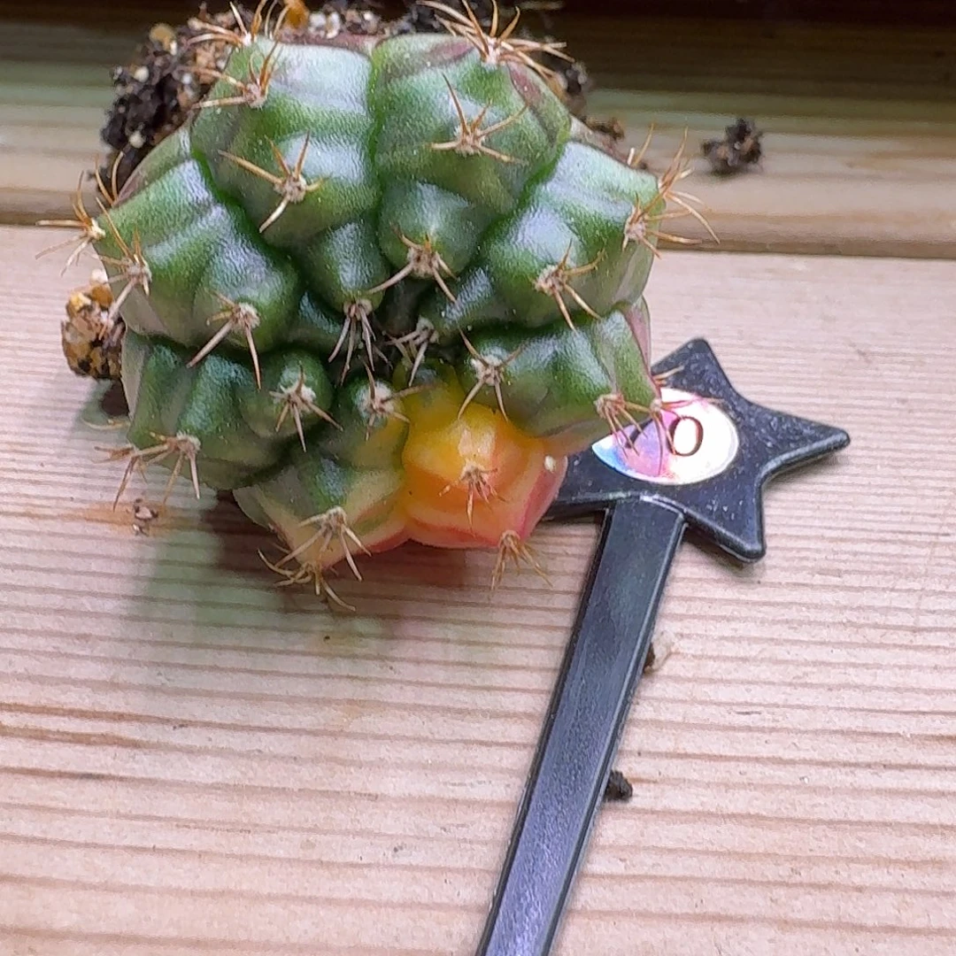 x***乐米哈诺维奇仙人球70