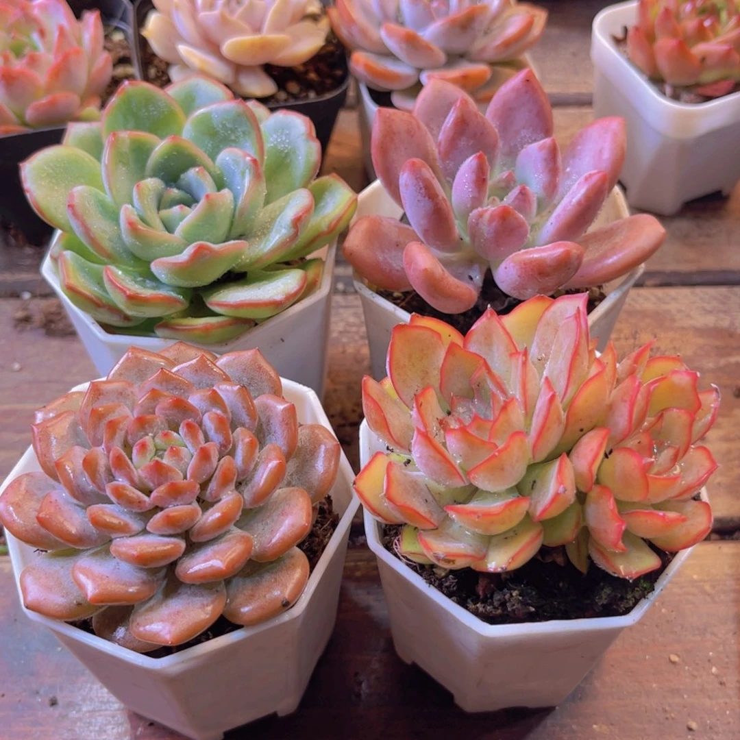 泡芙 奥普 星星橙 菲欧娜双头