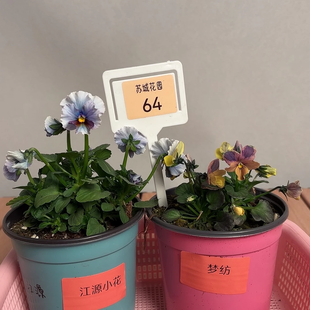 等***字大部分开放少量花苞64