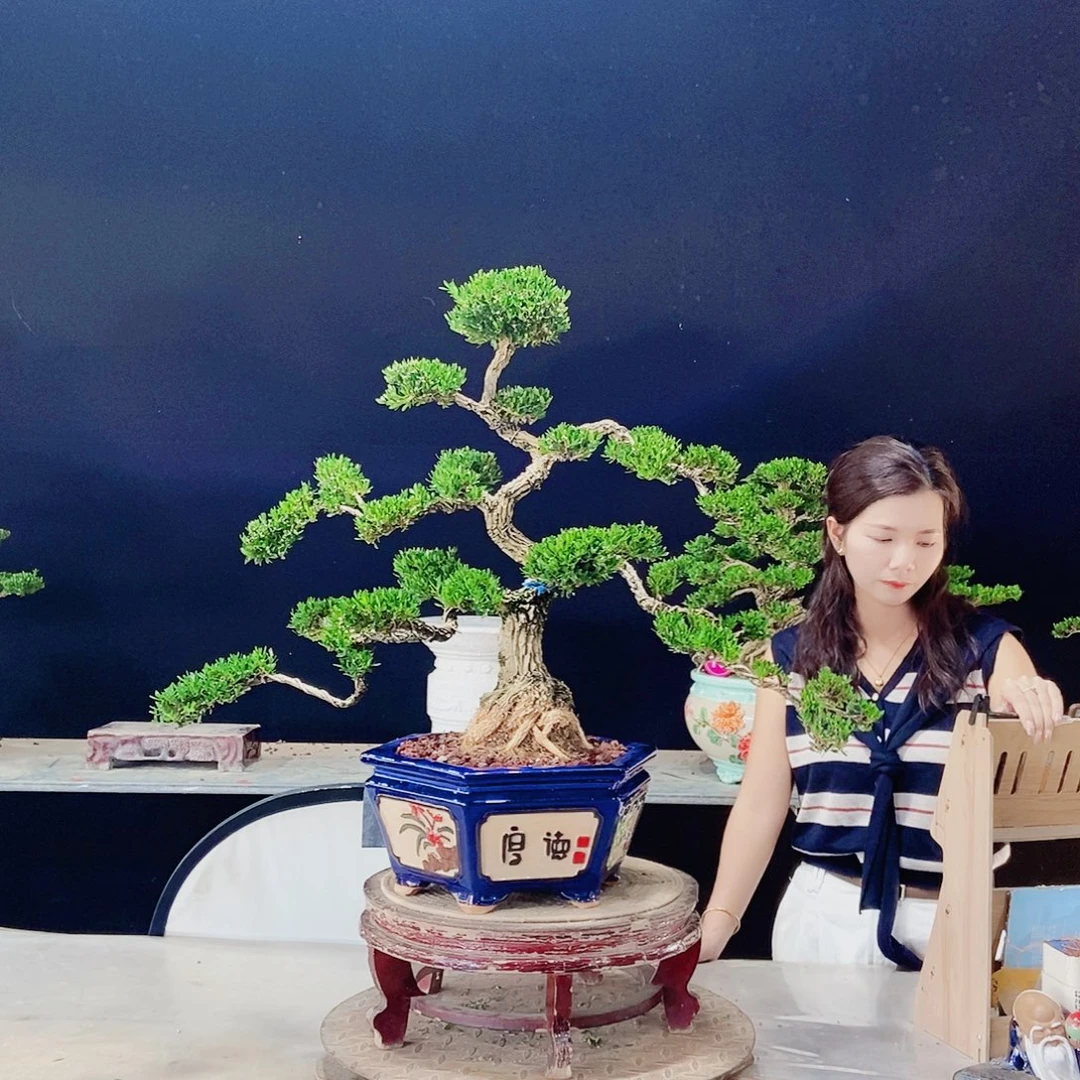 当前无花朵，栽培后可花朵