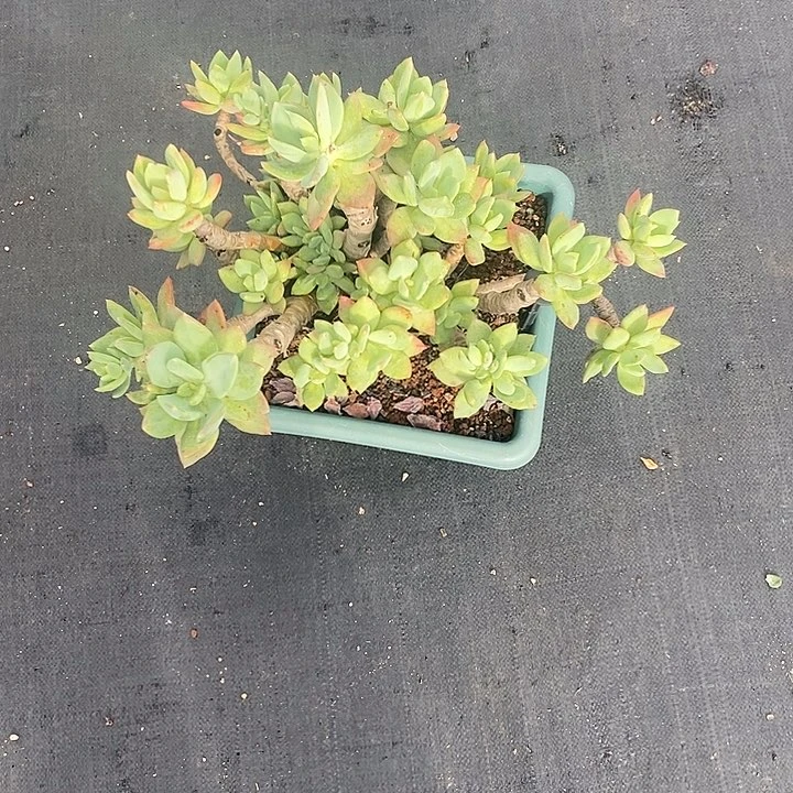 290多肉植物老桩