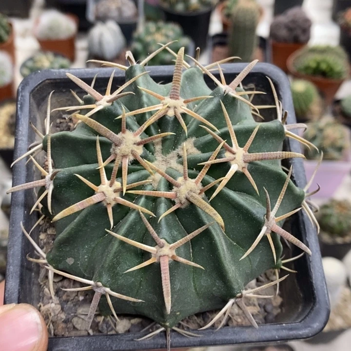 实生王凌波特价福利